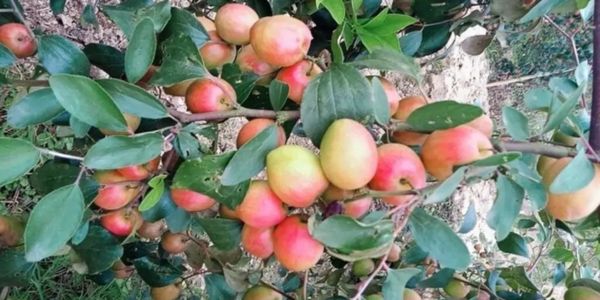 কঠোর পরিশ্রমে কুল চাষের সফলতা